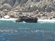 Seelöwen am Ostende von Catalina