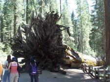 Wurzeln einer gefallenen Sequoia