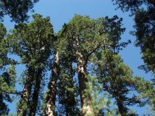 Sequoia-Gruppe