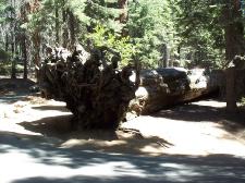 Wurzelteller einer Sequoia (Durchmesser über 3 Meter)