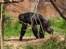 StLouis_0590_Zoo_Chimpanzee_thumb.jpg 19.9K
