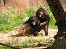 StLouis_0593_Zoo_Chimpanzees_thumb.jpg 19.7K