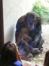StLouis_0603_Zoo_Chimpanzee_thumb.jpg 12.9K
