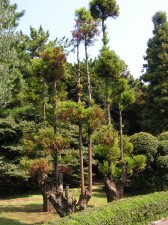 Symbolic Prefectural Trees
