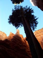 Douglas firs growing in the canyon