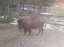 Bison on the roadside