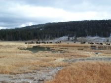 Bison herd in the Old Faithful area