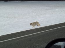 Coyote at the roadside